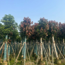 芒果树
