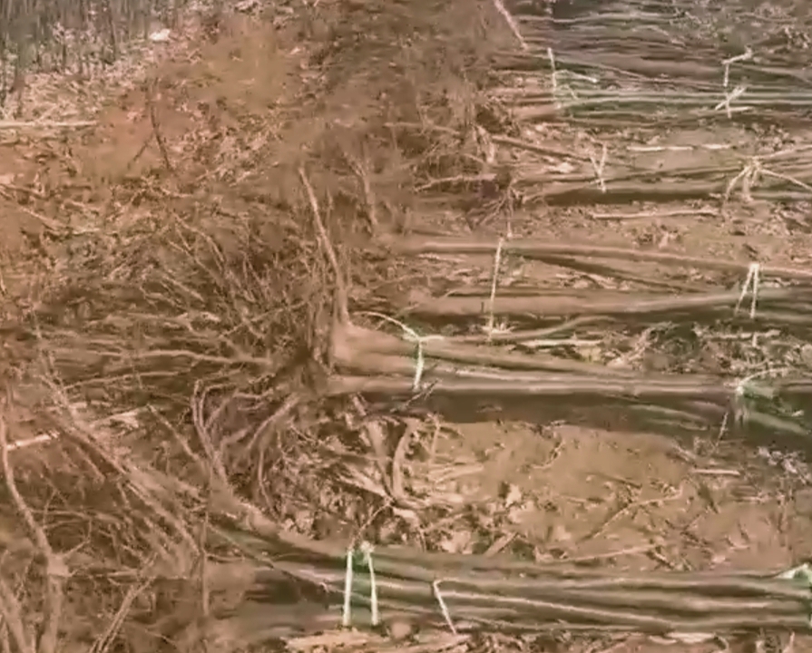 果农正在对锥栗树进行环状沟施复合肥作业,地面已挖出深约25厘米的施肥沟,肥料均匀撒入并准备覆土 锥栗果园春季施肥现场