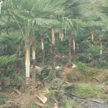 棕包棕笋