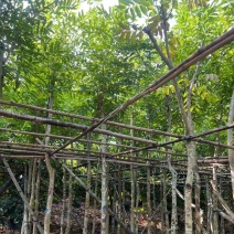 桃花心木基地直销规格齐全质量优欢迎老板前来咨询合作