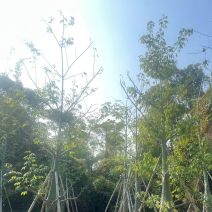 美人树基地直销规格齐全质量优欢迎老板前来咨询合作