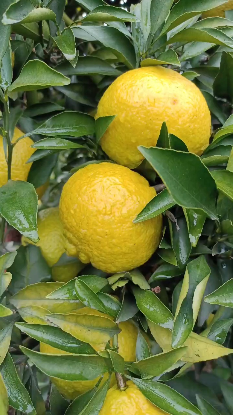 黄金贡柚 湖南怀化芷江一件代发 货源充足 欢迎下单