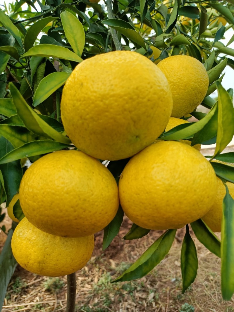 黄金贡柚 湖南怀化芷江一件代发 货源充足 欢迎下单