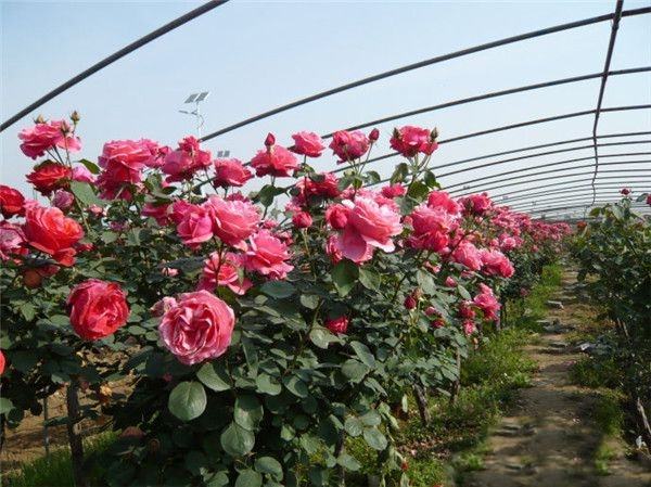 ‘真宙’月季在园林景观中的群植效果