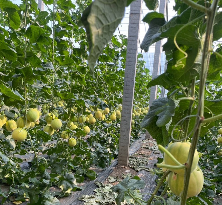 无人机俯视视角:江苏盐城某星甜甜瓜示范基地。12栋标准化连栋大棚呈网格状布局,棚顶覆新式PO膜,棚内可见清晰吊蔓系统、均匀分布的幼果(直径约4–6cm),地面铺设反光地膜,工作人员身着统一工装进行疏果操作,体现全程标准化管理 星甜甜瓜标准化生产基地航拍:连栋薄膜大棚整齐排列,棚内悬挂黄蓝诱虫板与熊蜂蜂箱,工人正进行人工疏果作业,藤蔓上挂满匀称幼果