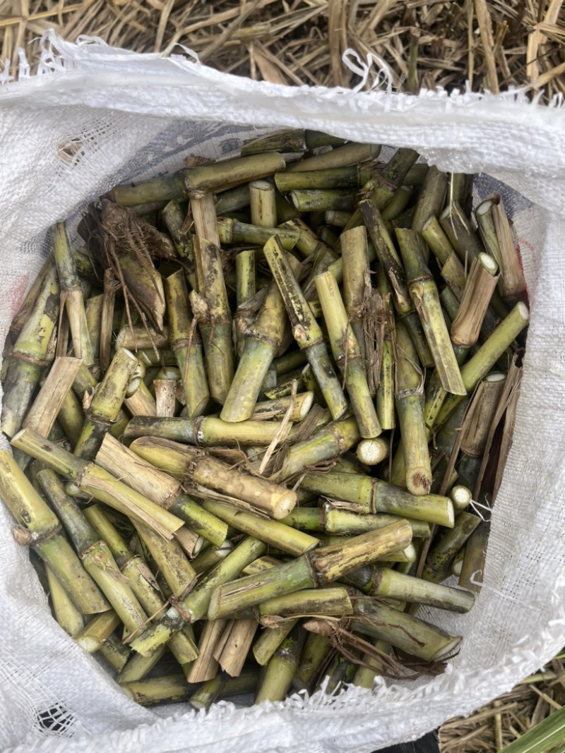 新型皇竹草无毛甜象草巨菌草种节多年生牧草耐寒耐热