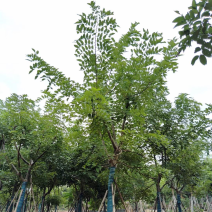 腊肠树基地直销规格齐全质量优欢迎老板来电洽谈合作
