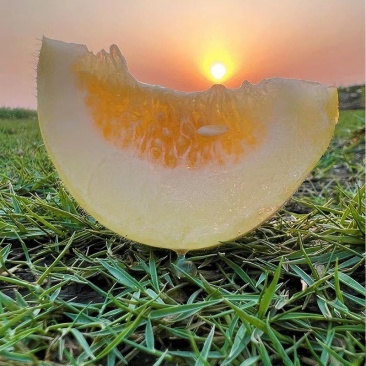 [玉姑甜瓜批发]海南乐东县甜瓜 22.00元/件海南玉菇瓜玫珑瓜 _ 一亩田