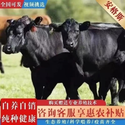 安格斯牛价格行情