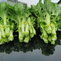 白菜苔精品大量上市