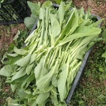 油菜苔大量现货供应