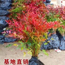 南天竹树苗红天竺盆栽苗火焰红叶植物观叶庭院耐寒绿化苗木风