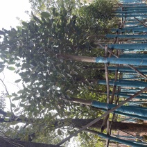 菠萝蜜基地直销规格齐全欢迎老板来电咨询合作