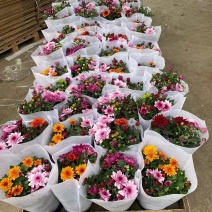 荷兰菊