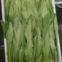 农场种植常年供应保质保量保新鲜。