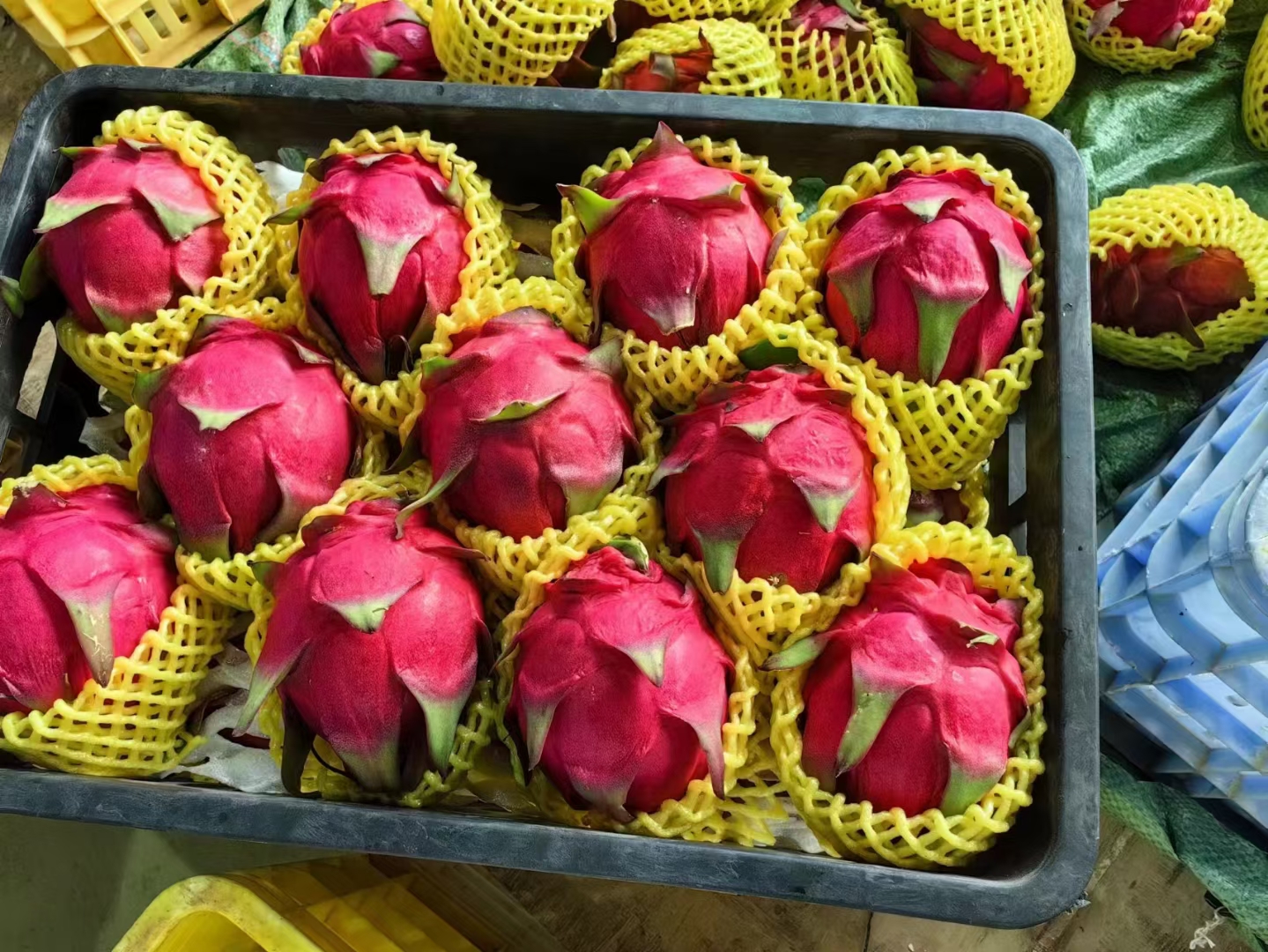 黄金火龙果电商包装与销售场景