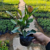 龙船花基地直销质量优质欢迎老板来电咨询合作