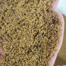 新疆孜然碎量大质优一手货源厂家直销支持视频看货