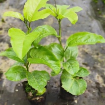 黄金百香果苗当年结果四季南方种植广西鸡蛋果树苗阳台种植