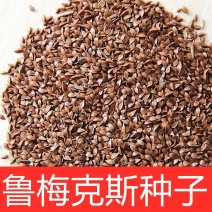 鲁梅克斯种子营养价值高新品多年生牧草种子四季牧草种子