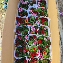 荷兰菊
