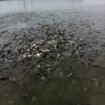 出售正宗湘云鲫