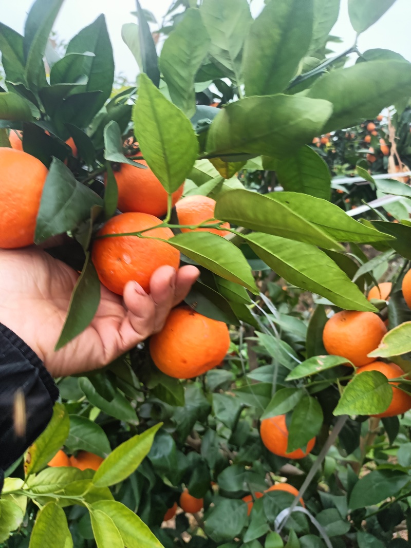 四川沃柑大量上市