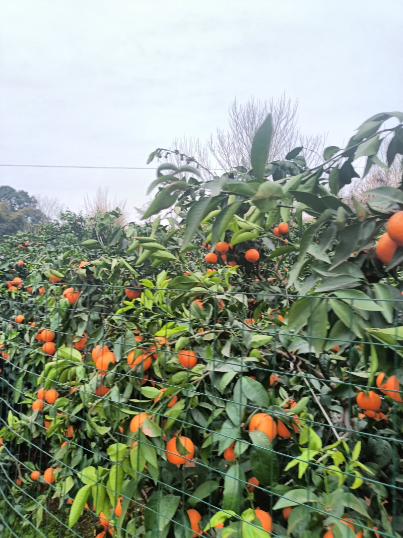 四川沃柑大量上市