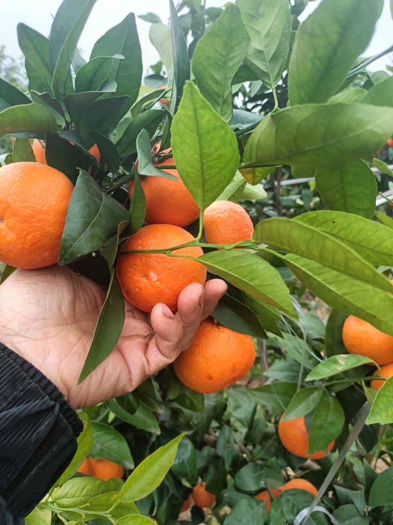 四川沃柑大量上市