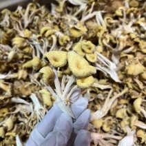 鸡油菌足干蘑菇干品