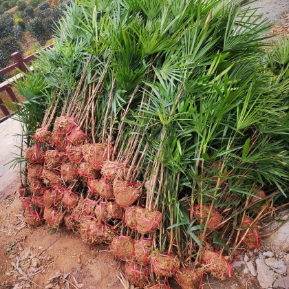 贵州黔南细叶棕竹产地货源批发价格行情