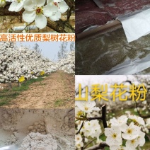 安徽砀山梨花花粉各种品种的梨授粉使用全国发货保证质量