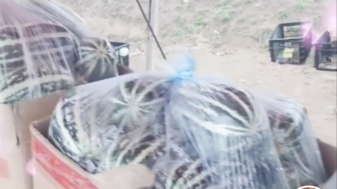 厨房台面上摆放两个博洋甜瓜,一个置于纸袋中与香蕉共存用于催熟,另一个切开一半放在保鲜盒中准备冷藏,展示科学储存方式 家庭储存场景图