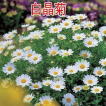 白晶菊花种子四季开花易活花种籽子庭院室外花籽阳台盆栽耐寒