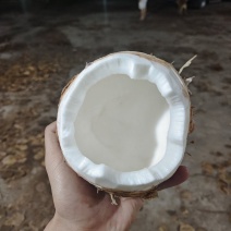 文昌椰子主做内陆市场