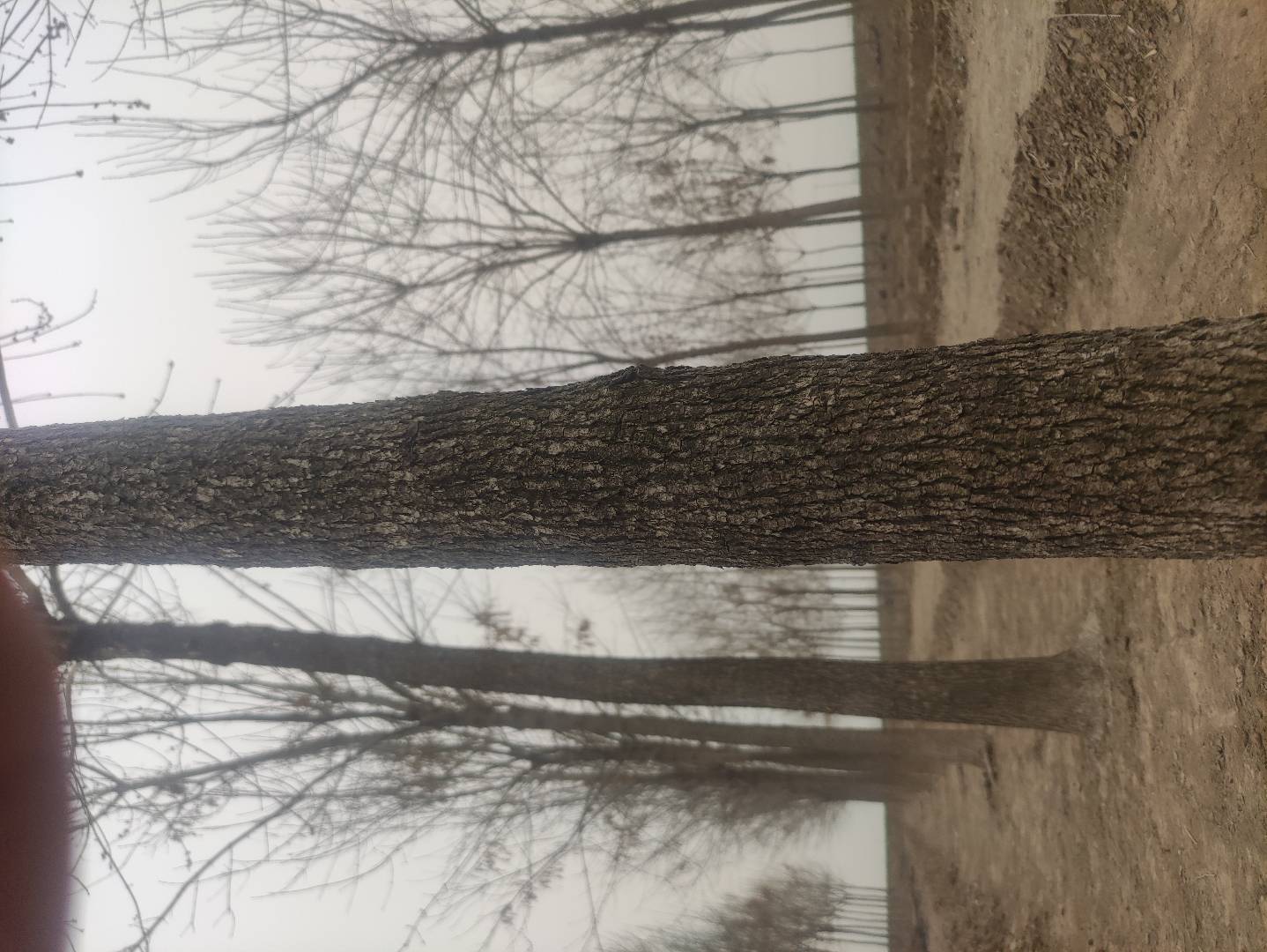 白皮松树干局部特写,展示其灰白色剥落的树皮和斑驳纹理,背景虚化突出细节 白皮松树皮特写