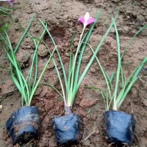 红花韭兰，一手货源，精品苗，基地直发，大量