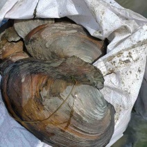 产地直销精品河蚌大量有货长期供应肉质鲜嫩水质良好池底砂质