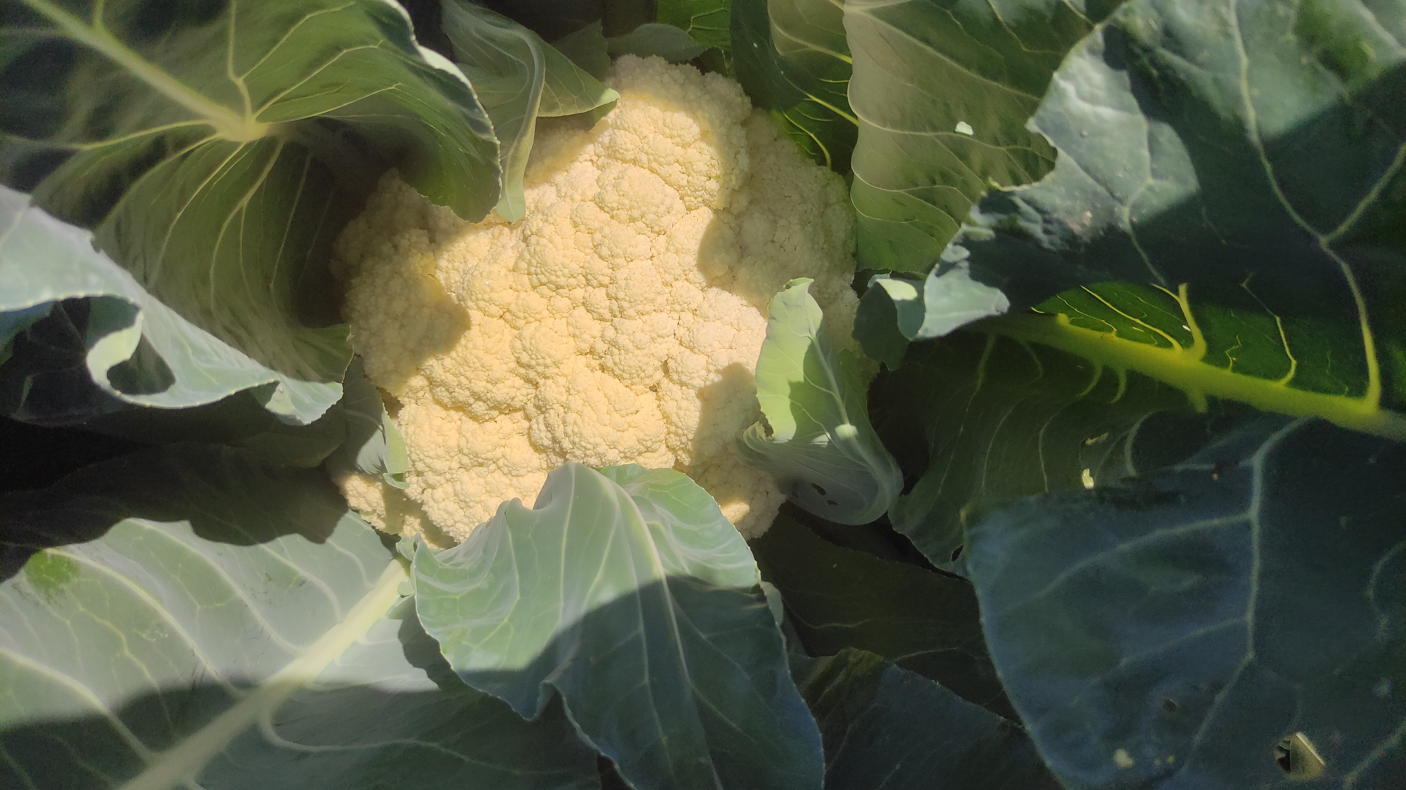 一株成熟的白花菜花植株,展示其大型莲座状叶片和中央洁白紧实的花球;花球表面光滑,呈半球形,直径约15-18厘米,外叶深绿色,内层护叶包裹花球,呈现典型的栽培形态 白花菜花整体植株与花球特写