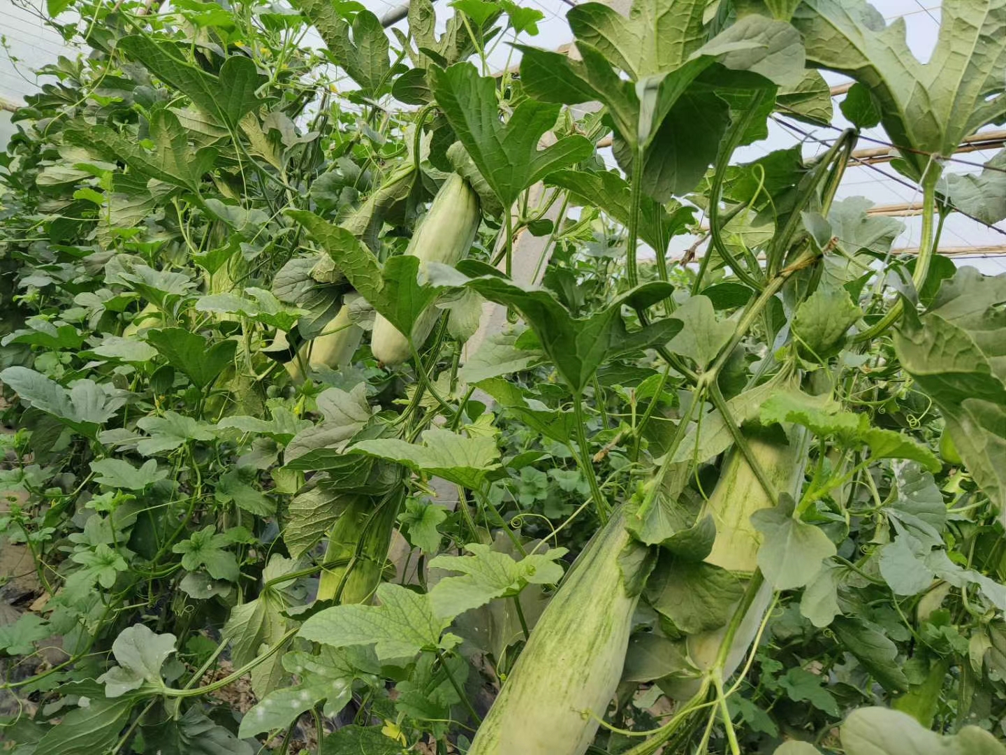 星甜24甜瓜在温室大棚中的生长状态