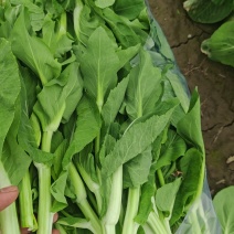 本地白菜苔