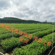 嫁接奇楠沉香树苗棋楠苗母树一代奇楠树苗带叶带杯苗