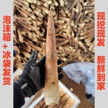 雷竹笋批量销售，支持一件代发