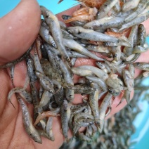 油炸山根鱼小鱼汤专用