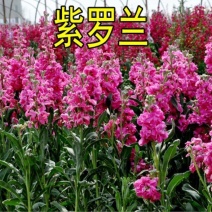 紫罗兰种子，多年生庭院室内阳台盆栽易活易种户外庭院抗寒耐