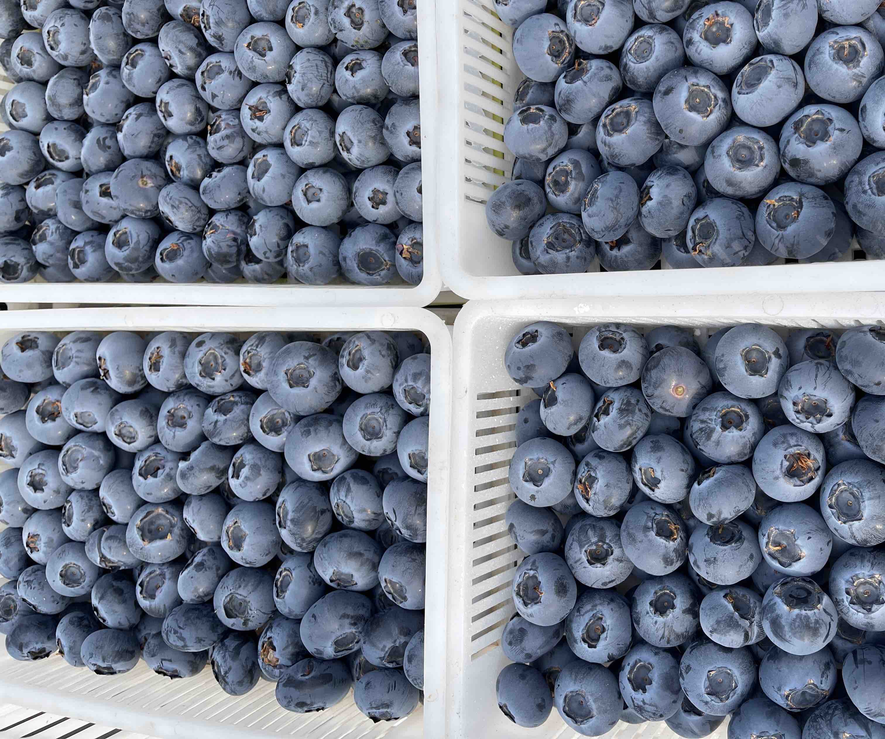 蓝莓果酱生产线,现代化设备高效运转中 蓝莓果酱生产线