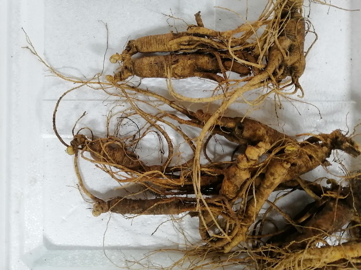 鲜人参在长白山自然环境中生长