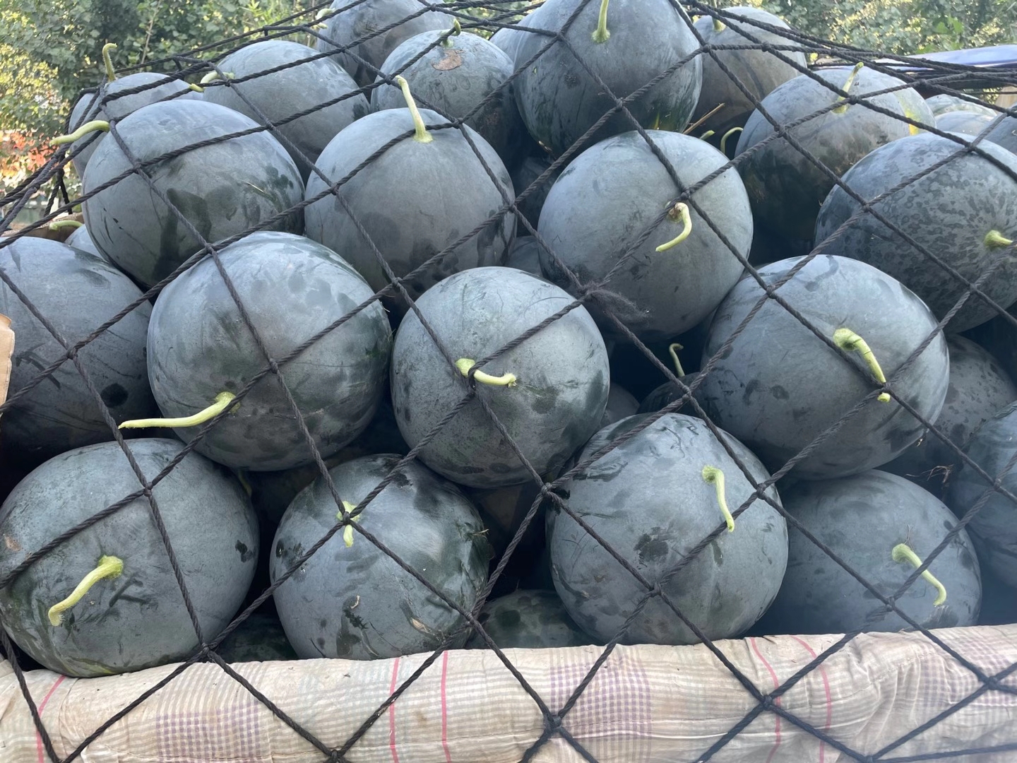 批发市场中堆放的“黑蜜5号”包装箱与交易场景