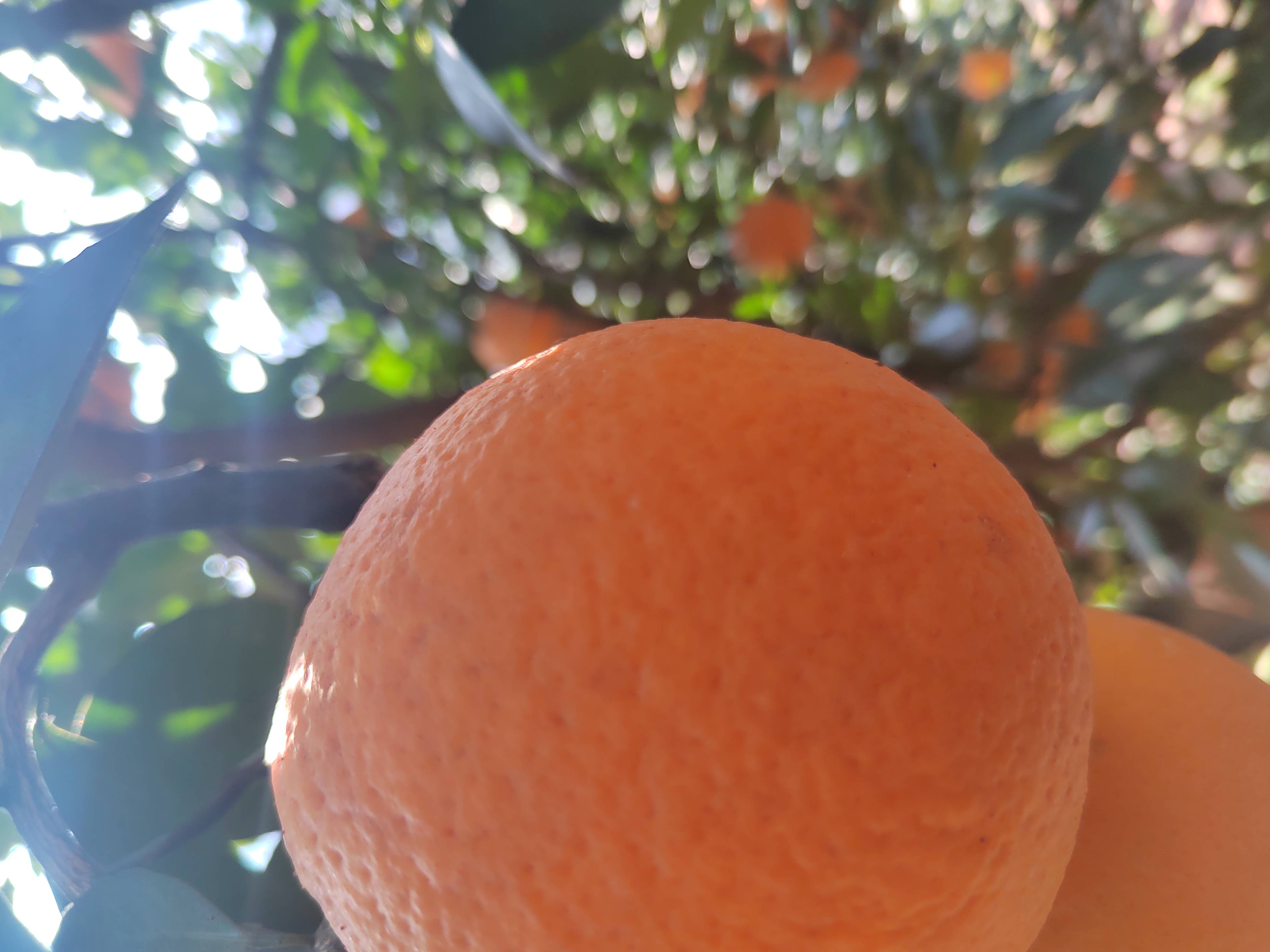 奉节脐橙特写切开展示图