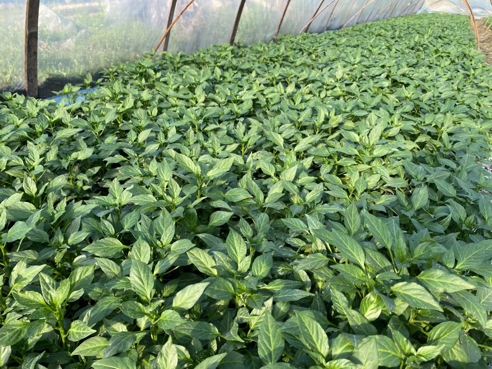 301辣椒田间种植场景